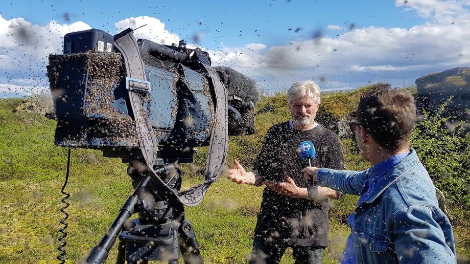Myndband: Fréttamaður RÚV í vandræðum með mýflugurnar við Mývatn