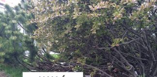 Þrífið upp eftir hundana ykkar eða ég tek af ykkur mynd og pósta á Facebook