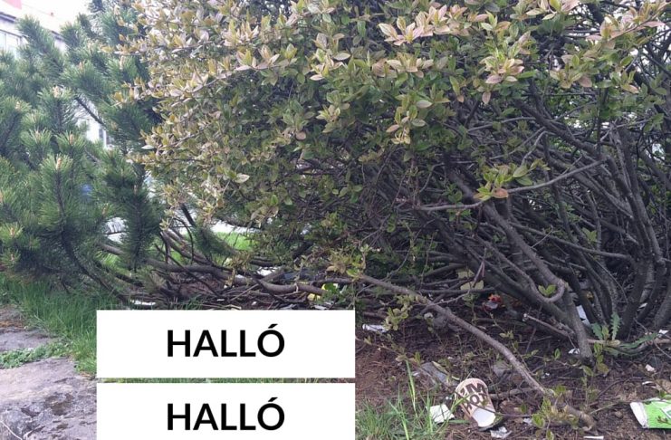 Þrífið upp eftir hundana ykkar eða ég tek af ykkur mynd og pósta á Facebook