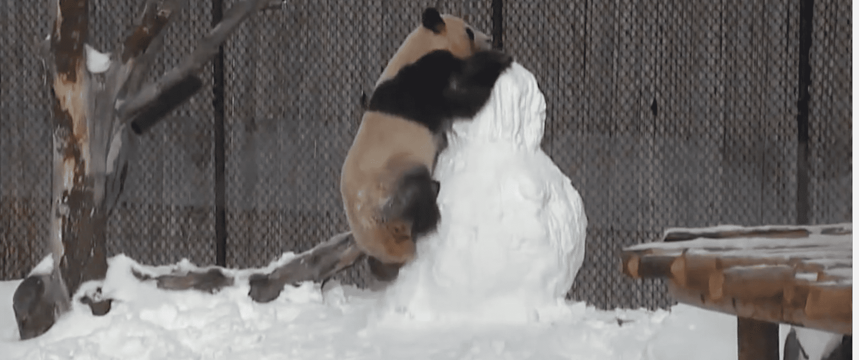 Myndband: Krúttleg panda leikur sér á snjókarli í dýragarði í Toronto