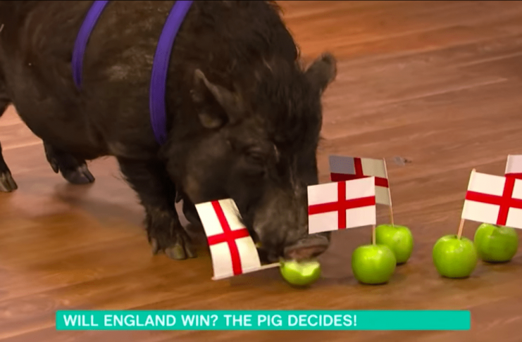 Spádómssvínið Markús hefur spáð rétt fyrir um alla leiki Englands á HM