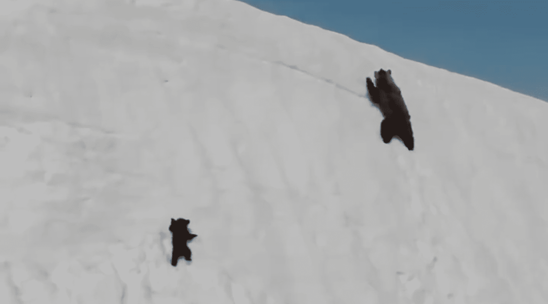 Tæklaðu þennan mánudag eins og þessi bjarnarhúnn!