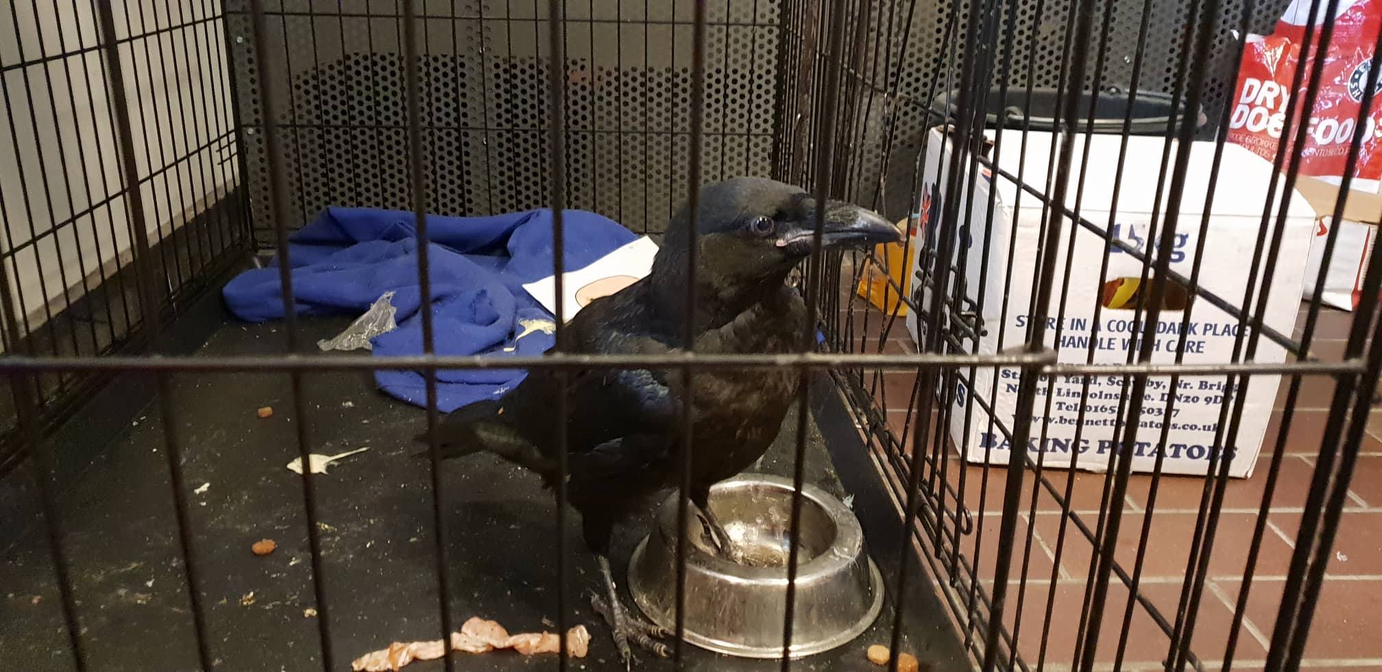 Foreldrar endurheimtu ungan sinn eftir óvenjulegar björgunaraðgerðir lögreglu