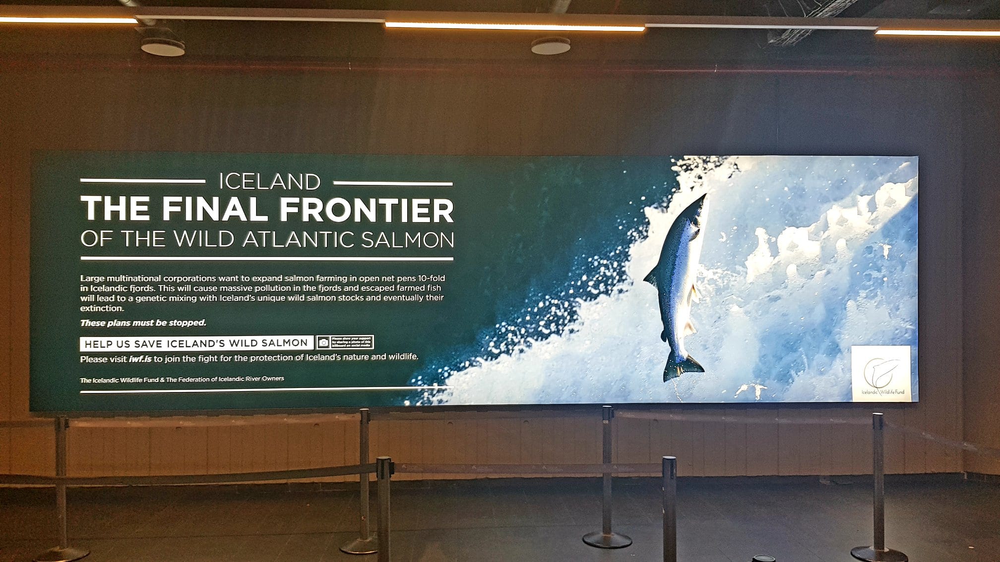 Matvælastofnun gefur út niðurstöður um umfang slysasleppingar í Tálknafirði - Isavia neytar að birta auglýsingu Icelandic Wildlife Foundation varðandi verndun villta laxastofnsins