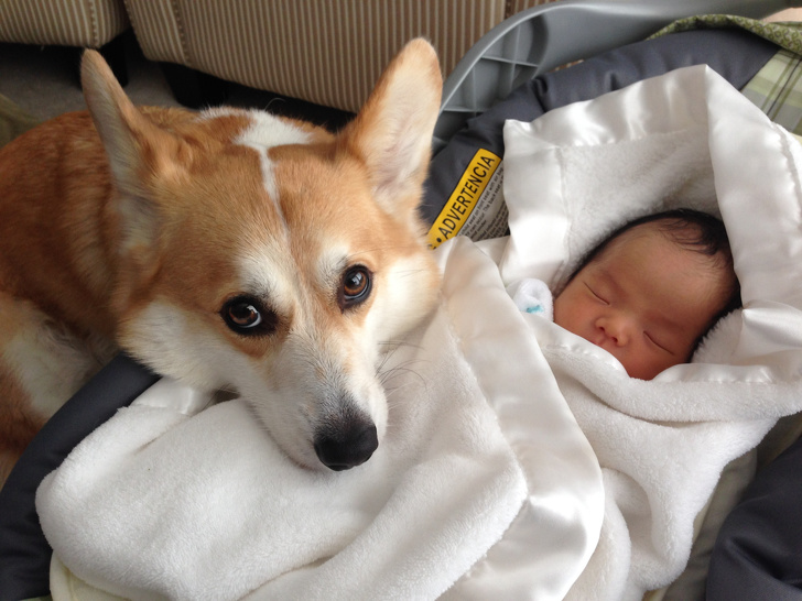 20 Pictures That Prove Animals Are the Best Guardians for Your Kids