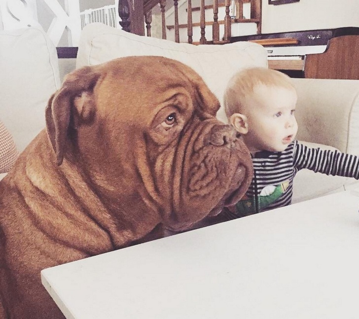 20 Pictures That Prove Animals Are the Best Guardians for Your Kids