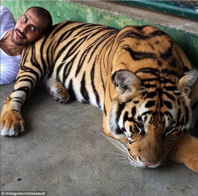 Best of friends? A man bravely rests his head on the back leg of a large adult tiger 