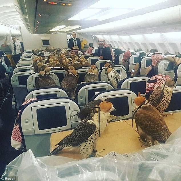 A Reddit user shared an image of 80 birds of prey being flown on a passenger jet by a Saudi Prince