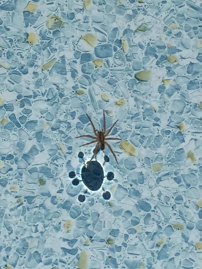 This Spiders Reflection In A Pool