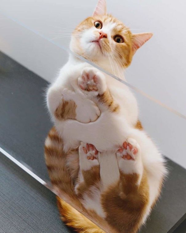 A Curled Peet, Jellybean Toes Fully On Display