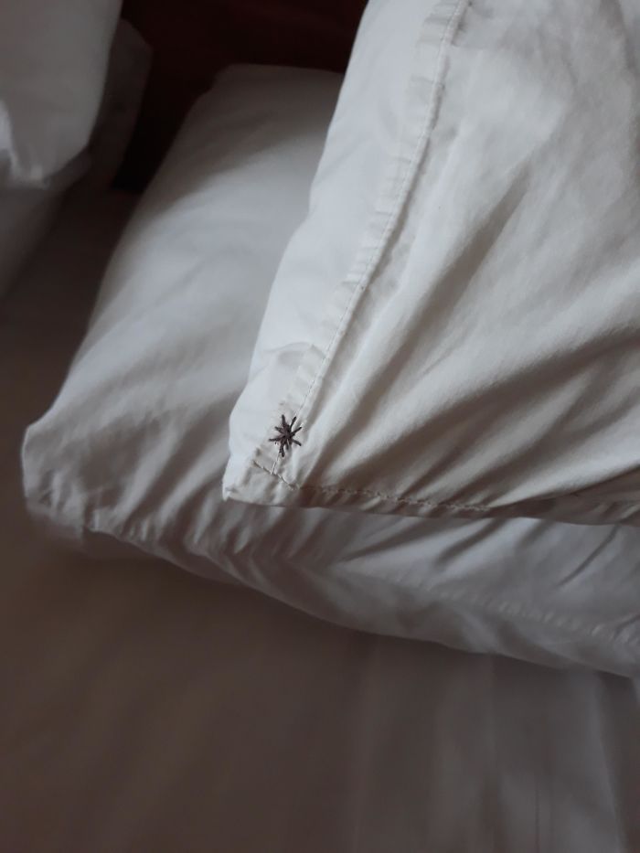 The Pillowcases At Our Hotel Have A 
