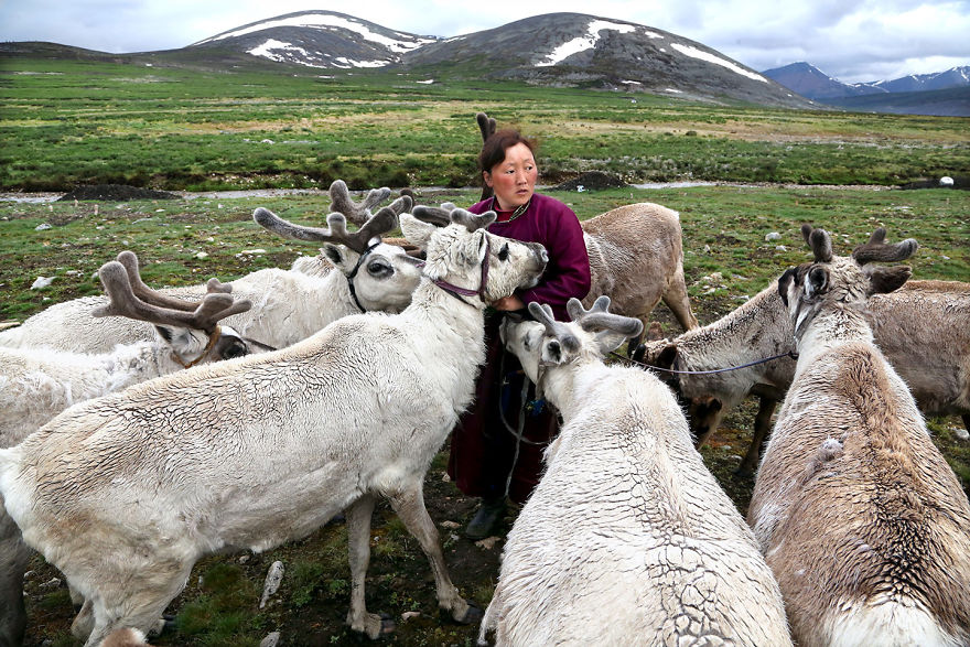 The Tsaatan Nomads In Mongolia