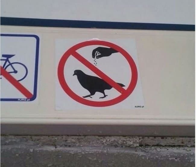no-salt-on-pigeons