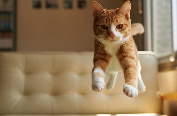 Þetta er það sem fer í gegnum hausinn á KISUM þegar þær eru að fara stökkva!