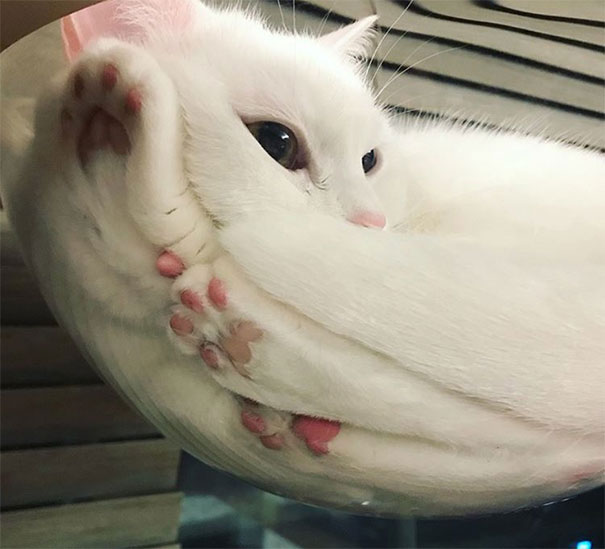 Cats Are Liquid