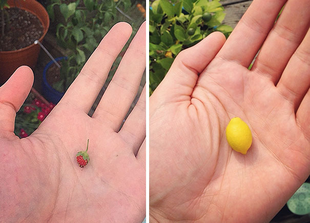 Don't Mean To Brag But I've Got Strawberries Growing The Size Of Lemons Over Here!