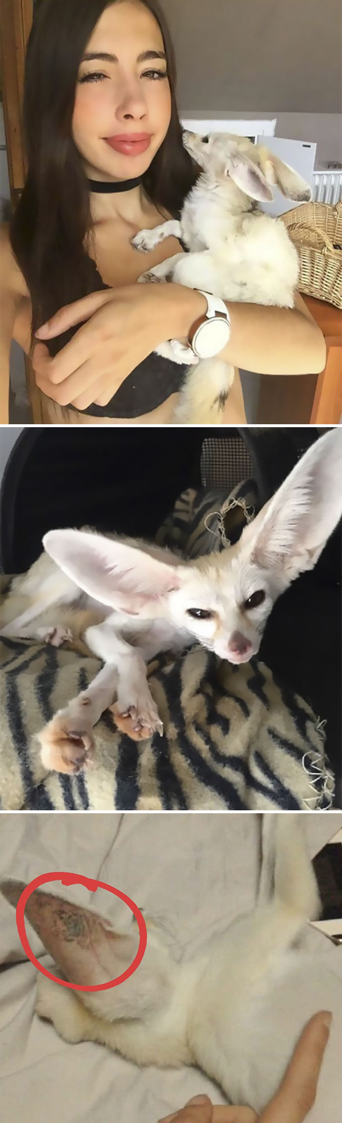 For Years, Vegan Blogger Sonia Sae Has Been Allegedly Raising Her Pet Fox Jumanji On A Vegan Diet Because She Thinks That All Species Are Equals