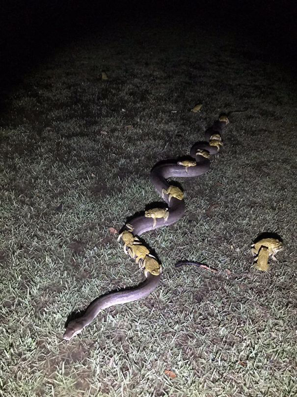 toads riding python
