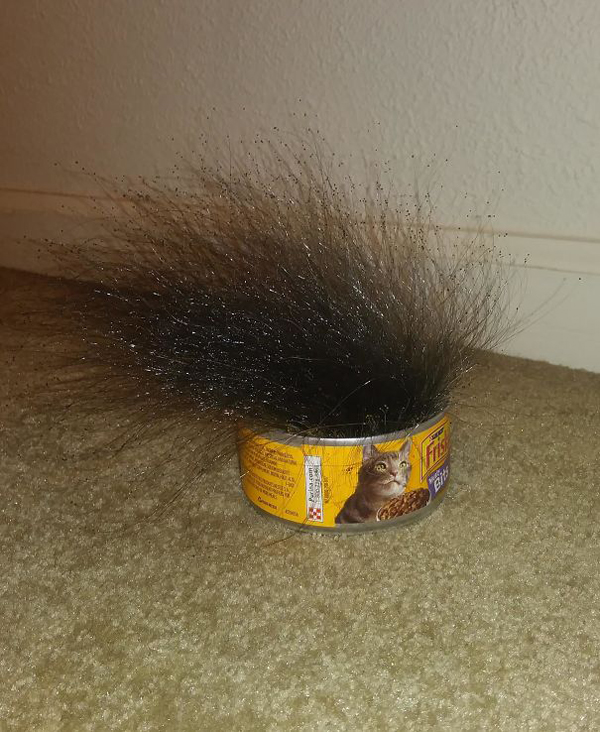 weird mold on cat food scariest creatures