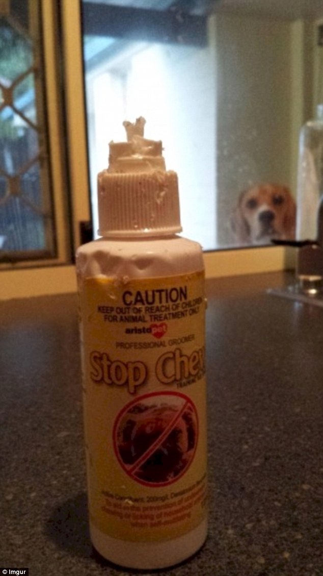 Stay away: Looks like this dog has had fun chewing this bottle
