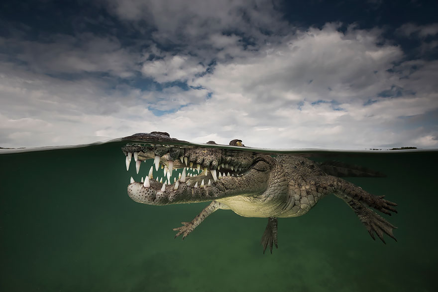 American Crocodile, Jardines De La Reina, Cuba
